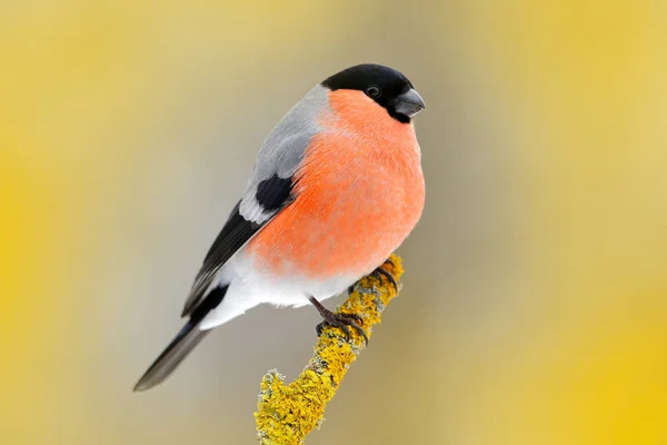 Gri songbird şakrak kuşu — Stok fotoğraf