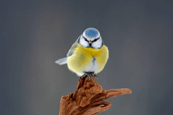 Niedlicher kleiner Vogel in der Natur — Stockfoto