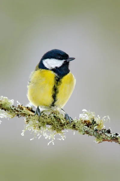 Ptak ogrodowe bogatka — Zdjęcie stockowe