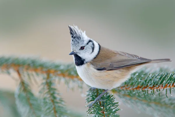 Crested Tit sitting on branch — Stock Photo, Image