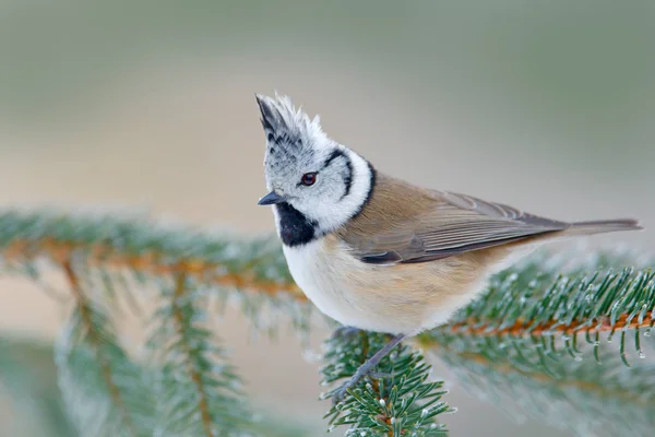 Crested Tit sentado no ramo — Fotografia de Stock