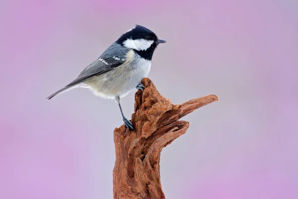 Pájaro cantor sentado en la rama — Foto de Stock