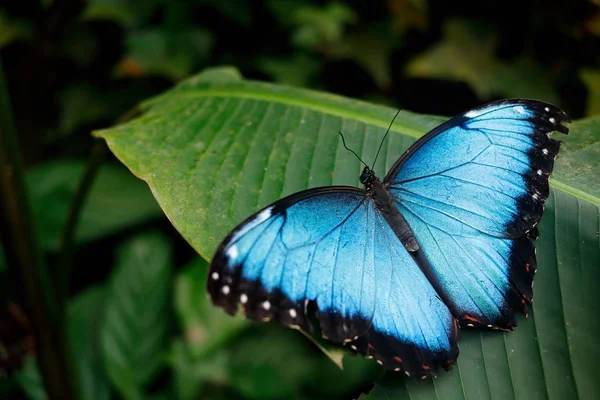 Reuze blauwe morpho, — Stockfoto