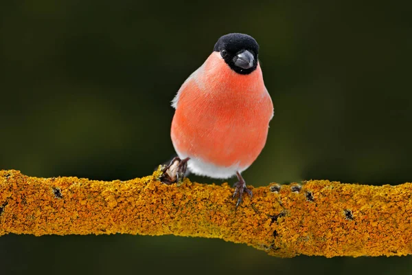 Grey songbird Bullfinch — Stock Photo, Image