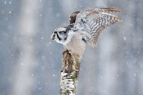 Hawk-Owl in natuur-bos — Stockfoto