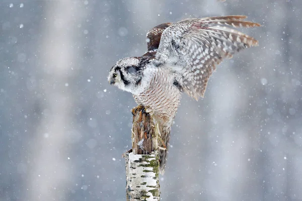 Hawk Uggla i naturen skog — Stockfoto