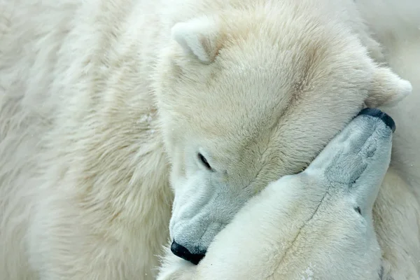 Белые медведи сражаются на льду — стоковое фото