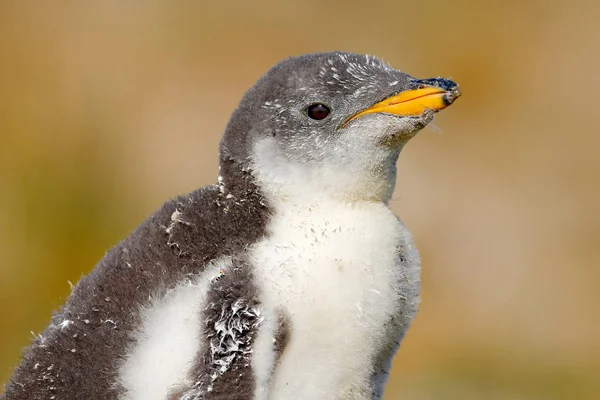 Νέοι gentoo πιγκουίνος — Φωτογραφία Αρχείου