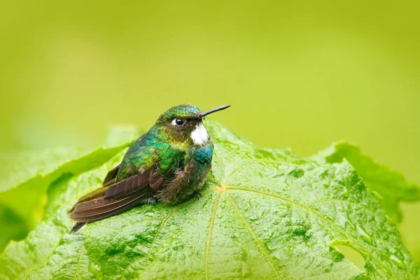 ままに座っている鳥 — ストック写真