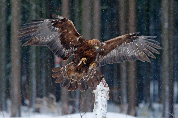 Águila dorada en nieve —  Fotos de Stock