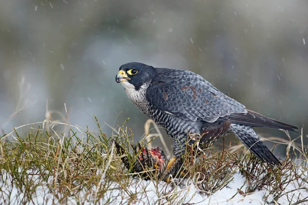 Peregrine Falcon otların arasında oturan — Stok fotoğraf