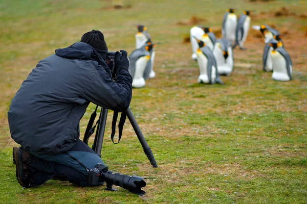 Photographer in king penguin colony — Stock Photo, Image