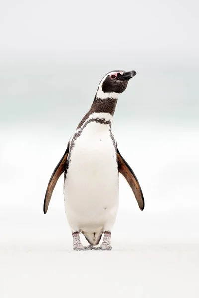 ビーチでマゼラン ペンギン — ストック写真