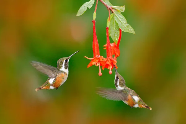 Két kis kolibri piros virággal — Stock Fotó
