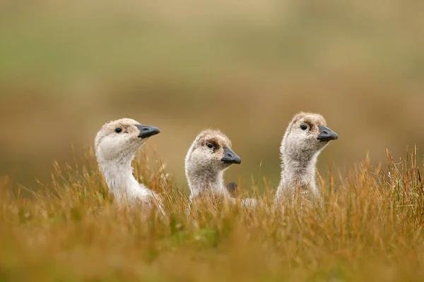 Aves blancas con cuello largo — Foto de Stock