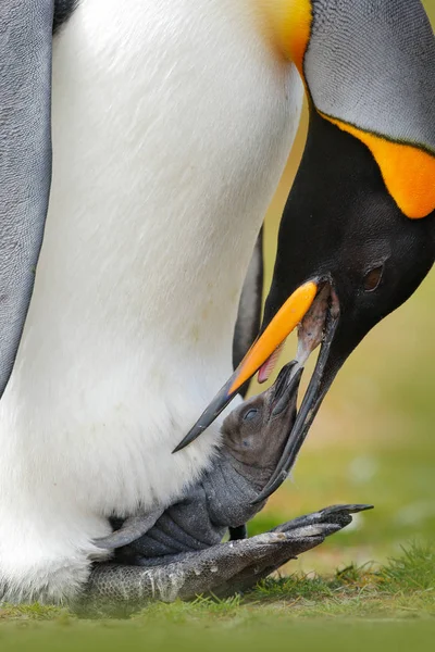 Молодой пингвин-дженту просит еды — стоковое фото