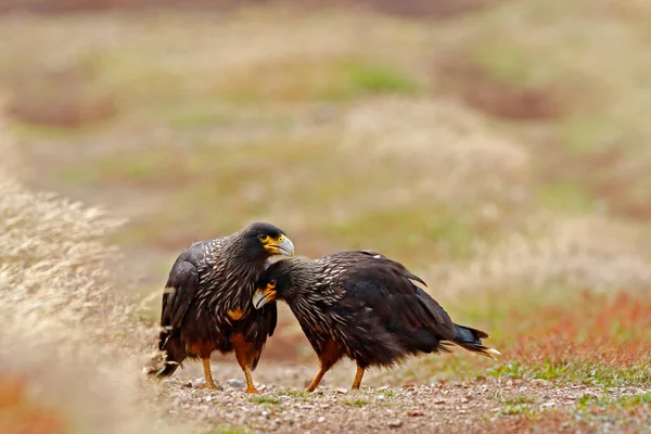 Δύο πουλιά του θηράματος Strieted caracara — Φωτογραφία Αρχείου