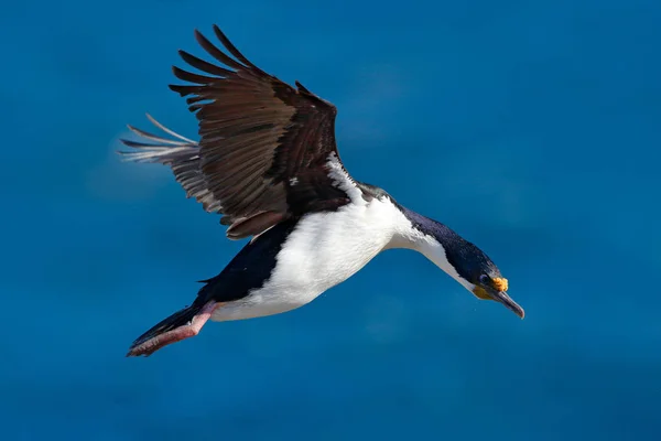 Phalacrocorax atriceps, cormorant in flight — Stock Photo, Image