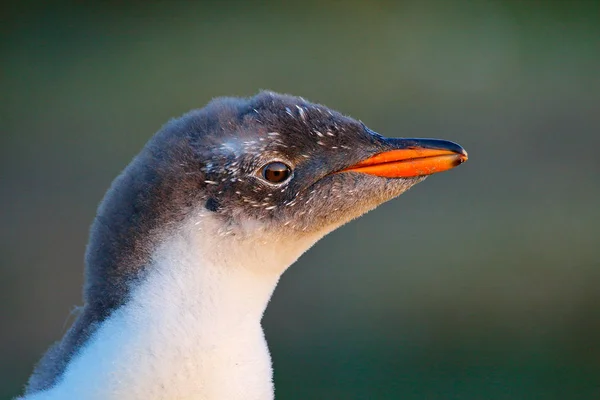 Genç penguen portre — Stok fotoğraf