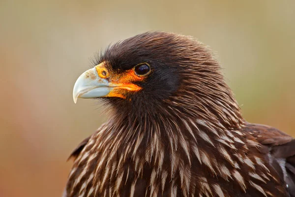 바위에 앉아 Strieted caracara — 스톡 사진