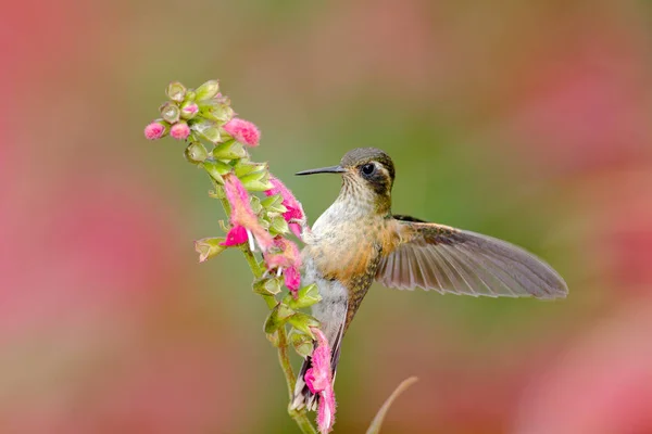 Kolibri trinkt Nektar — Stockfoto