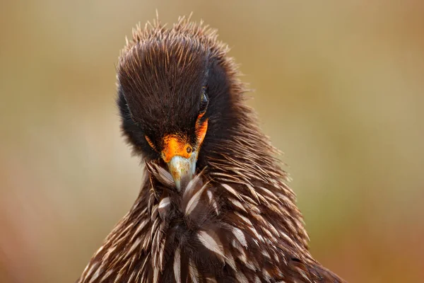 Caracara a rayas sentado en la roca —  Fotos de Stock