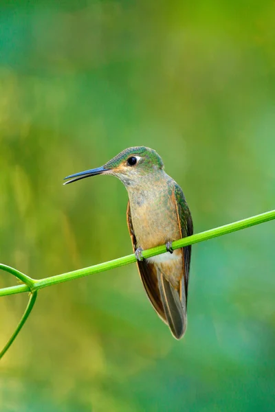 Cute bird on Heliconia flower