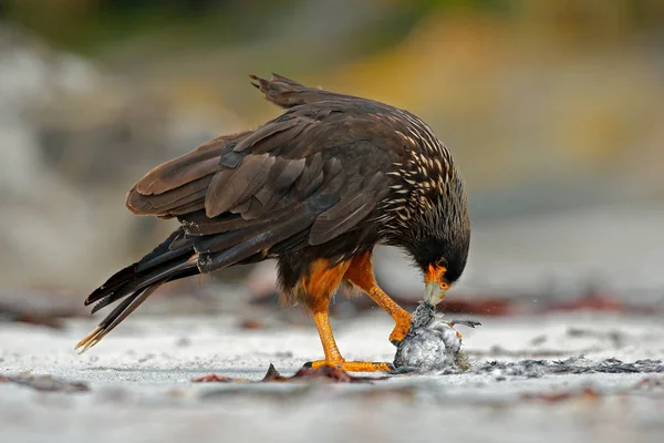 Kayanın üzerinde oturan Strieted caracara — Stok fotoğraf