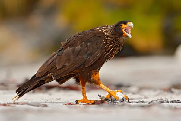 Caracara a rayas sentado en la roca — Foto de Stock