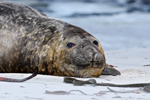 Elephant seal with peel off skin