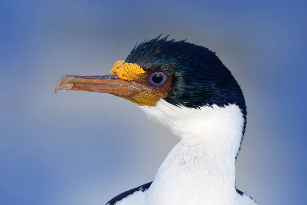 Phalacrocorax atriceps, cormorano in volo — Foto Stock