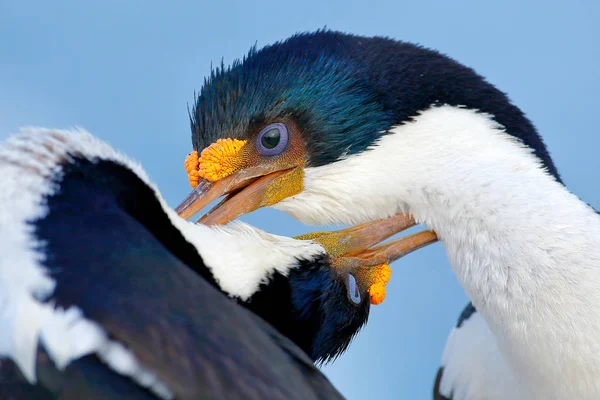 Prachtige dieren met lange snavel — Stockfoto