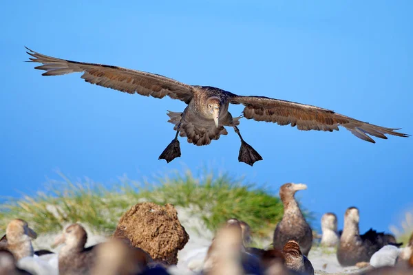 Giant petrel in sky — Stock Photo, Image