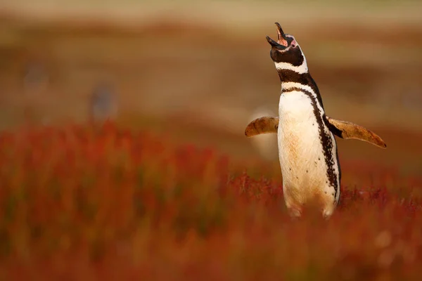 Пінгвін з відкритим Білла — стокове фото