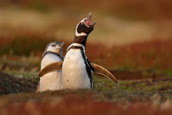 Vogels in nesten gat — Stockfoto