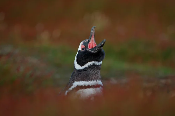 Pingouin avec billet ouvert — Photo