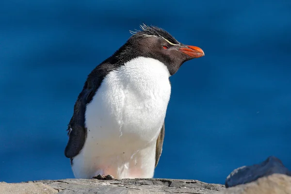 家紋、オレンジ色のくちばしを持つ鳥. — ストック写真