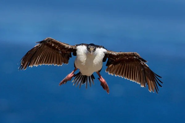 Phalacrocorax atriceps, Kormorán v letu — Stock fotografie