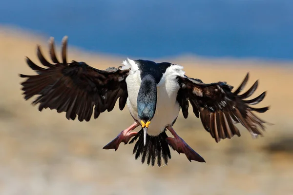 Phalacrocorax atriceps，鸬鹚在飞行中 — 图库照片