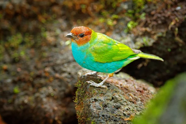 Синьо-зелений птах пісень — стокове фото