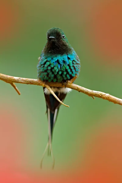 Pájaro sentado en la rama —  Fotos de Stock