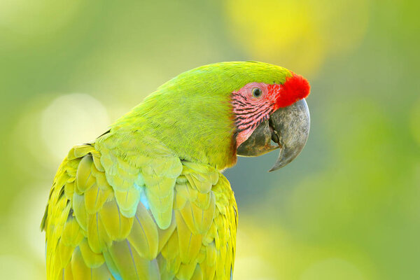 Great-green Macaw Ara 