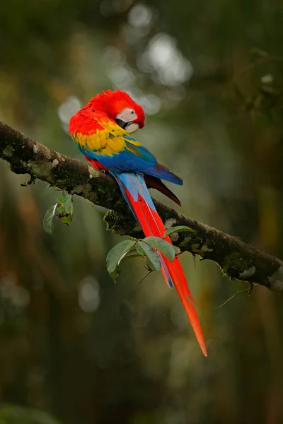 鹦鹉绯红金刚鹦鹉 Ara — 图库照片