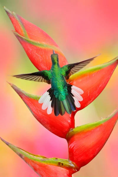 Kolibri hvidhalet Sabrewing - Stock-foto
