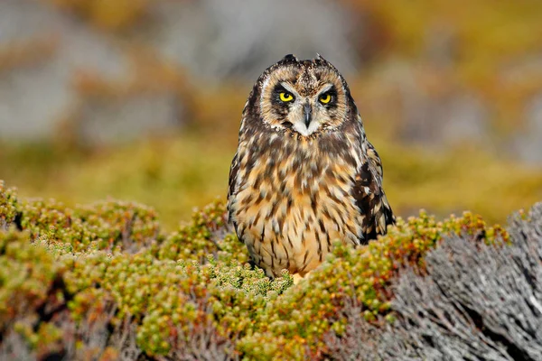 Velduil in natuur habitat — Stockfoto