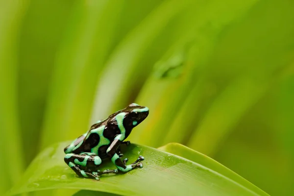 Groen zwart pijlgifkikkers kikker — Stockfoto