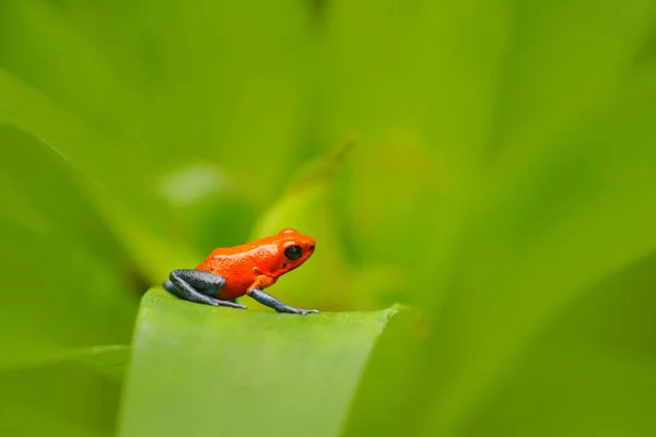 Strawberry poison dart frog — Stock Photo, Image