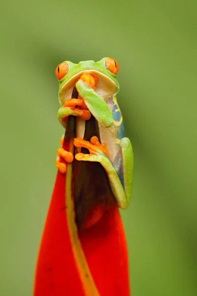 Belle grenouille dans la forêt — Photo