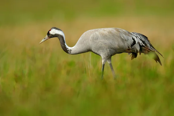 Pássaro grande no habitat da natureza — Fotografia de Stock