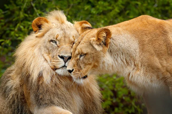 Paar van Afrikaanse leeuwen — Stockfoto